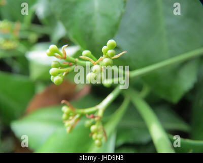 20150608Euonymus japonicus2 Foto Stock