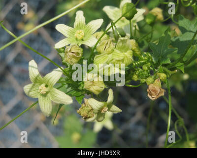 20150611Bryonia dioica1 Foto Stock