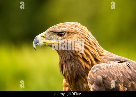 Fotografia del profilo di Golden Eagle Foto Stock