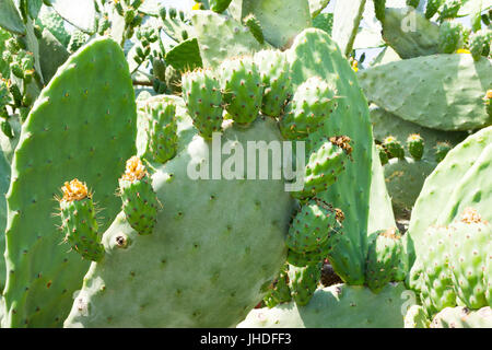 Coppia di figure su un cactus al sole dopo blossom Foto Stock