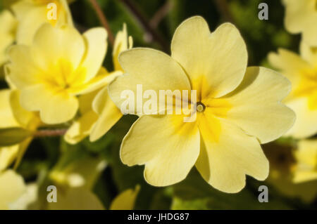 Un giallo fiore di primula in pieno la messa a fuoco con altri retrocedendo in uno sfondo morbido con fogliame verde. Foto Stock