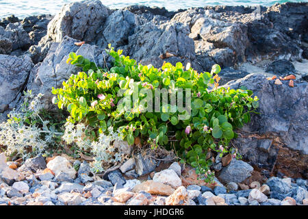 Un cappero selvatico bush coltivate sulle rocce della costa mediterranea Foto Stock