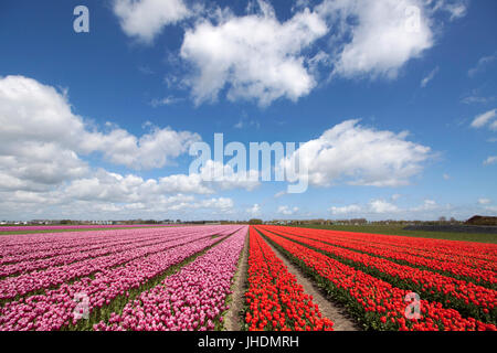 Paesaggio olandese rosa e rosso tulipani in una riga Foto Stock