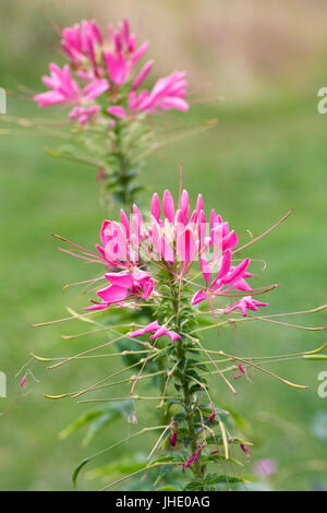 Cleome spinosa 'Rosa regina dei fiori". Foto Stock