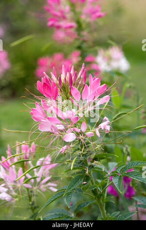 Cleome spinosa 'Rosa regina dei fiori". Foto Stock