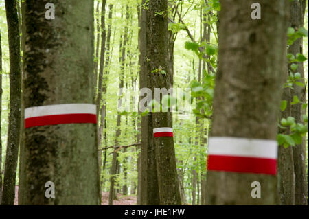 Convertito ingresso al bunker di Pomerania Griffin (Gryf Pomorski) polacco anti-nazista il gruppo di resistenza nella foresta in Mirachowo, Polonia. 20 maggio 2017 © Wojc Foto Stock