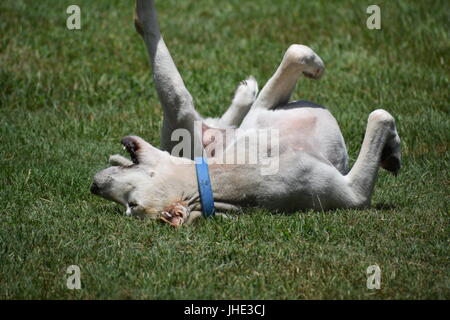 Il Labrador Retriever rotolamento in erba divertendosi Foto Stock