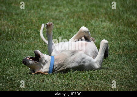 Il Labrador Retriever rotolamento in erba divertendosi Foto Stock