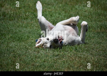 Il Labrador Retriever rotolamento in erba divertendosi Foto Stock