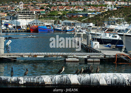 Attività di pesca i pescherecci con reti da traino ormeggiato a Hout Bay Harbor, Hout Bay, Città del Capo, Sud Africa Foto Stock