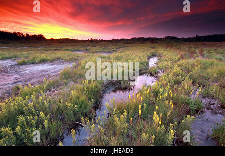 Drammatica fuoco alba moosland con bog asphodel fiori Foto Stock