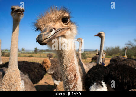 Safari visualizza struzzo farm Oudtshoorn, piccolo Karoo, Sud Africa e Africa Foto Stock