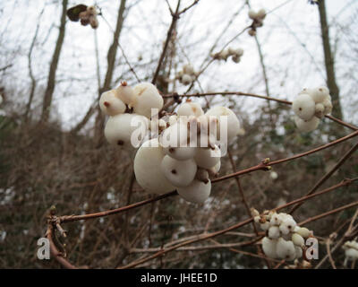 Symphoricarpos albus, comunemente noto come snowberry, è un arbusto deciduo originario del Nord America. È conosciuta per le sue bacche bianche ed è comunemente diffusa nei boschi e nelle foreste di tutto il continente. Foto Stock
