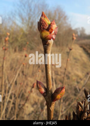 20150213Syringa vulgaris3 Foto Stock