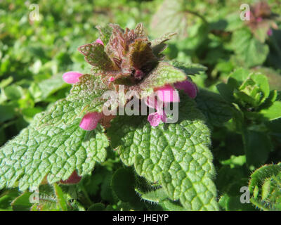 *Lamium purpureum*, comunemente noto come ortica morta rossa, è una pianta erbacea della famiglia della menta. È originaria dell'Europa e dell'Asia, spesso si trova in terreni disturbati, strade e boschi. La pianta presenta fiori viola e foglie a forma di cuore, note per i suoi usi medicinali e ornamentali. Foto Stock