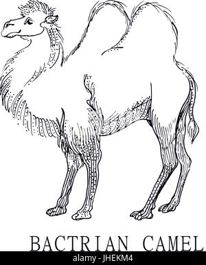 Bactrian camel, illustrazione schizzo di Camelus bactrianus, per i bambini Colorare Illustrazione Vettoriale