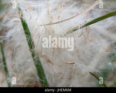La Typha latifolia, comunemente nota come coda di gatto a latifoglie, è una specie di piante paludose diffusa in Nord America e in alcune parti d'Europa. Si trova comunemente nelle paludi e nelle zone umide ed è noto per i suoi alti e sottili steli e le caratteristiche teste di fiori marroni. Foto Stock