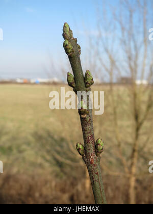 20150316Euonymus europaeus Foto Stock
