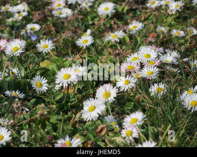 "Bellis perennis" è uno studio botanico focalizzato sulla margherita comune, esaminando la sua biologia, ecologia e ruolo in vari ecosistemi, spesso descritto nella ricerca vegetale e negli studi ambientali. Foto Stock