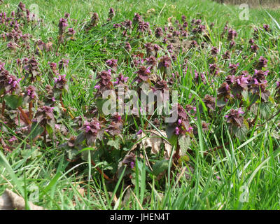 20150324Lamium purpureum Foto Stock
