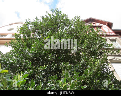 20150327Ilex aquifolium2 Foto Stock
