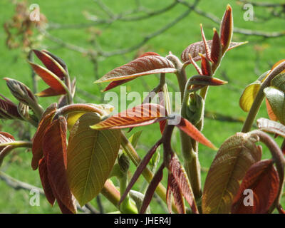 20150420Juglans regia2 Foto Stock