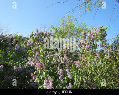 Questa immagine presenta il Syylan vulgaris, comunemente noto come il lilla comune, una pianta in fiore apprezzata per i suoi profumati fiori viola in primavera. È popolare nei giardini e nei paesaggi di tutto il mondo. Foto Stock