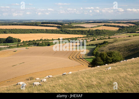 Vista su estate campi di grano e le pecore dalla sommità di Beacon Hill, vicino a Highclere, Hampshire, Inghilterra, Regno Unito, Europa Foto Stock