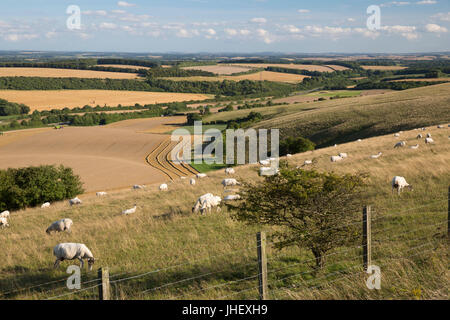 Vista su estate campi di grano e le pecore dalla sommità di Beacon Hill, vicino a Highclere, Hampshire, Inghilterra, Regno Unito, Europa Foto Stock