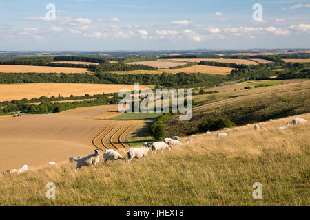 Vista su estate campi di grano e le pecore dalla sommità di Beacon Hill, vicino a Highclere, Hampshire, Inghilterra, Regno Unito, Europa Foto Stock