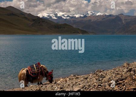 Un Yak al pascolo ai Tibet è sacro Yamdrok Tso (Lago Yamzho Yumco in tibetano), Shannan Prefettura, Tibet, Cina. Foto Stock