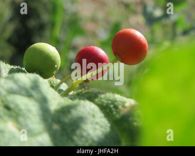 20150717Bryonia dioica5 Foto Stock