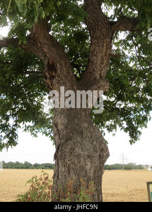 20150723Juglans regia Foto Stock