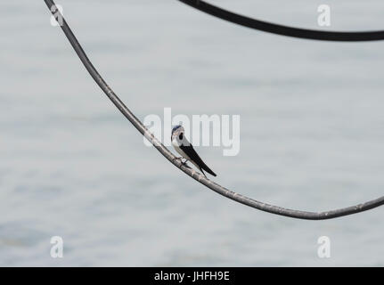 Una Rondine (Hirundo rustica) arroccato su un cavo dal fiume Crouch Foto Stock