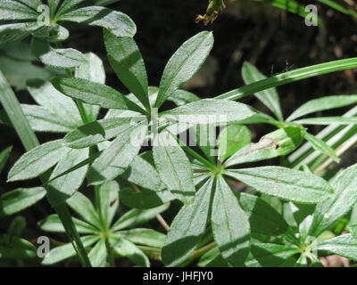 20150702Galium odoratum1 Foto Stock