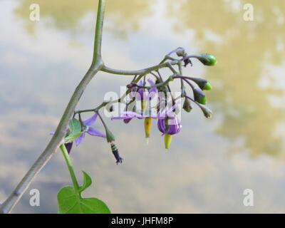 20150703Solanum dulcamara1 Foto Stock