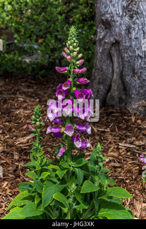 Foxglove fiori, Digitalis purpurea, Silverado vigneti, Silverado Trail, Napa Napa Valley Napa County, California, Stati Uniti, America del Nord Foto Stock