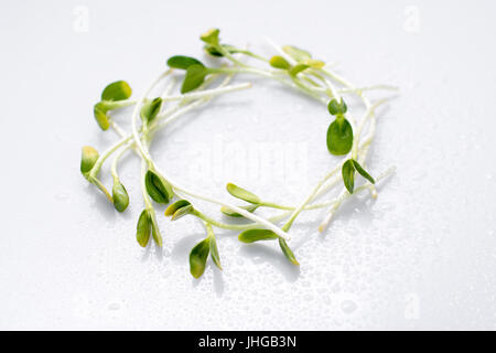 Micro verdi disposti in cerchio su sfondo bianco. I germogli di semi di girasole, microgreens. Lay piatto. La natura e il cibo sano concetto di eco. Foto Stock