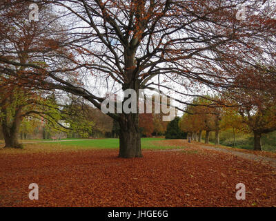 20151105Fagus sylvatica Purpurea2 Foto Stock