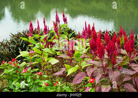 Bella Celosia Argentea fiori sbocciano i fiori nel giardino. È anche noto come Red piumati fiori di cresta di gallo. Foto Stock