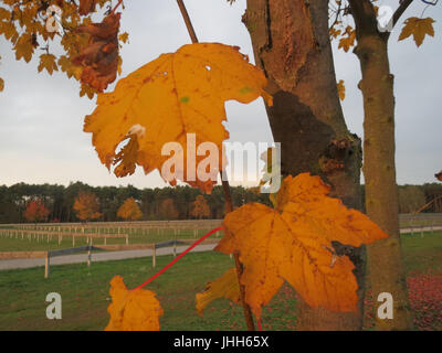 Un'immagine dettagliata dell'Acer platanoides (Acero di Norvegia), che mostra la sua caratteristica forma a foglia e le caratteristiche di crescita dell'albero. L’immagine evidenzia l’importanza dell’albero nell’architettura paesaggistica e negli ambienti urbani. Foto Stock