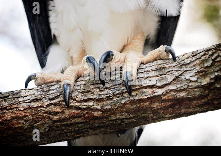 Arpia Aquila artigli. Foto Stock