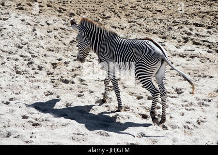 Una zebra in piedi nella sabbia in un giardino zoologico. Foto Stock