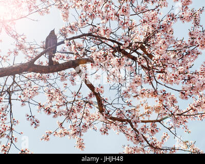 Bird seduto sul fiore rosa sakura tree contro il cielo blu e chiaro sulla soleggiata giornata di primavera con il sole che splende attraverso, Seoul, Corea del Sud Foto Stock