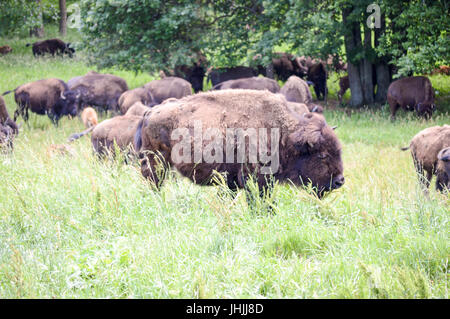 Bisonti selvaggi che pascola con i giovani nel campo Foto Stock