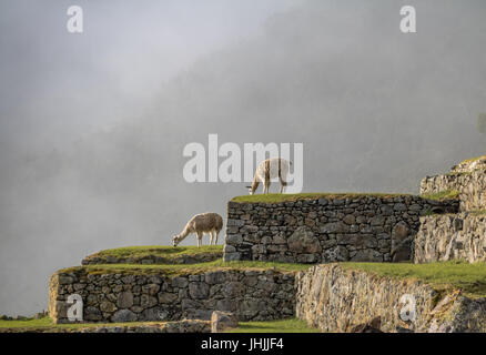 Llama a Machu Picchu rovine Inca - Valle Sacra, Perù Foto Stock