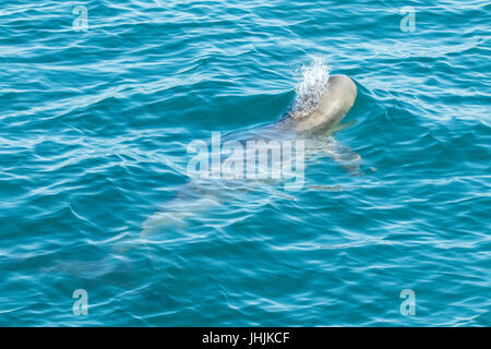 Australian Snubfin Dolphin (Orcaella heinsohni) di riporto. Si sono divisi da il Delfino di Irrawaddy nel 2005. Foto Stock