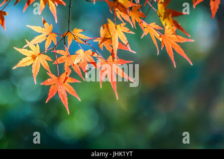 Rosso di foglie di acero in autunno a Tenryu-ji il tempio di Kyoto Foto Stock