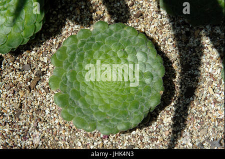 Con sommità piatta (Aeonium Aeonium tabuliforme). Foto Stock