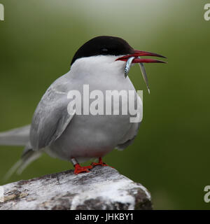 Arctic Tern (sterna paradisaea), adulto in piedi con il cicerello nel becco, farne isole, Northumbria, Inghilterra, Regno Unito. Foto Stock